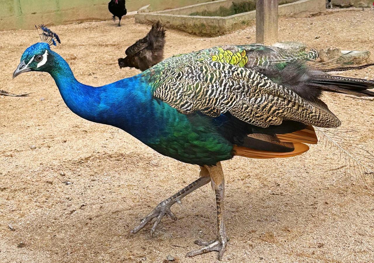 Costao Do Santinho Resort All Inclusive Florianópolis Eksteriør billede Peacock