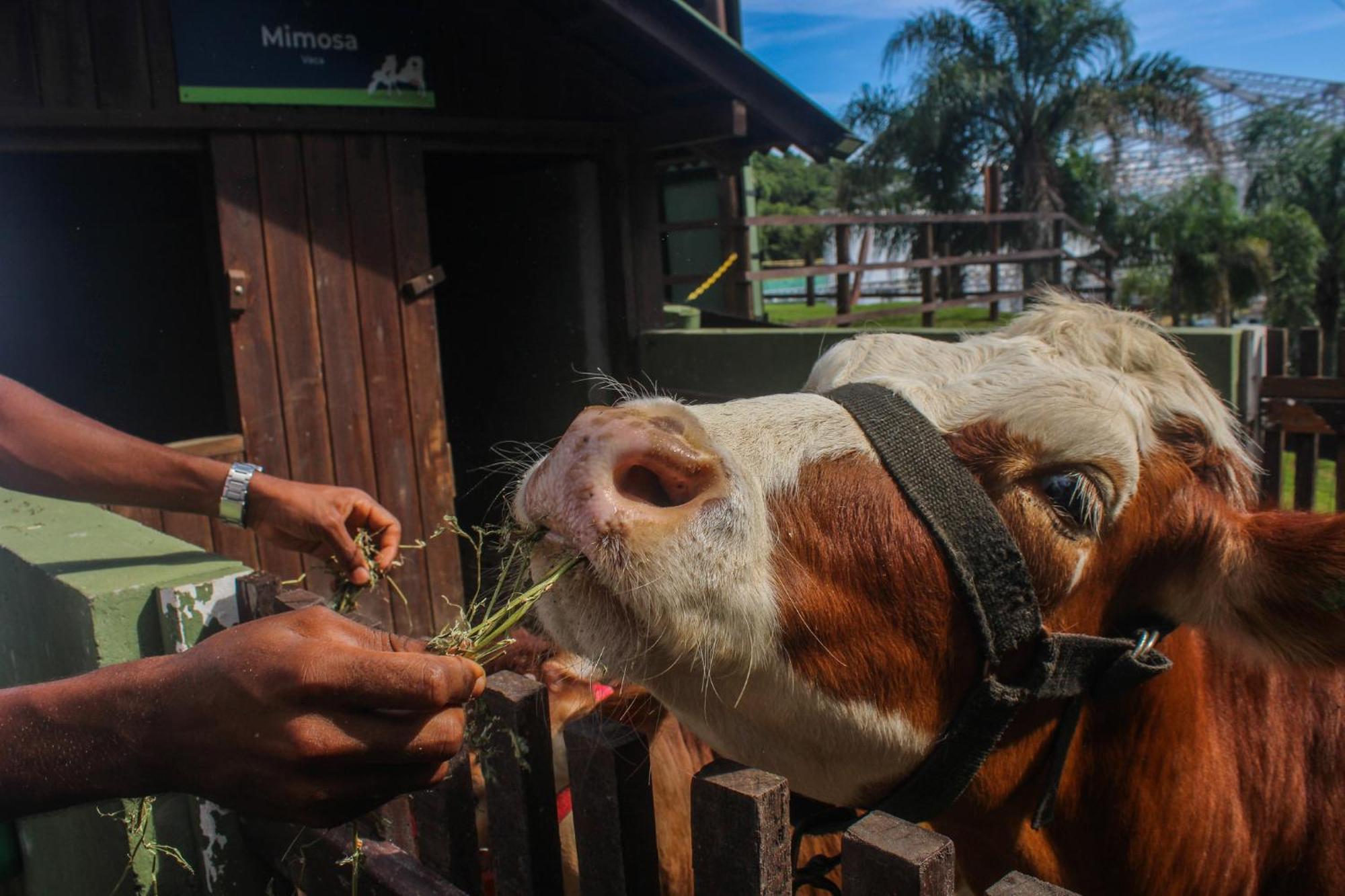 Costao Do Santinho Resort All Inclusive Florianópolis Eksteriør billede A cow at the zoo